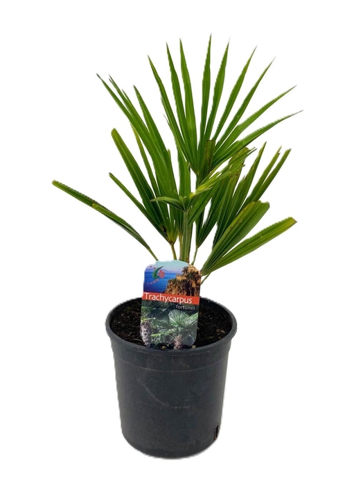 <h4>Trachycarpus fortunei</h4>