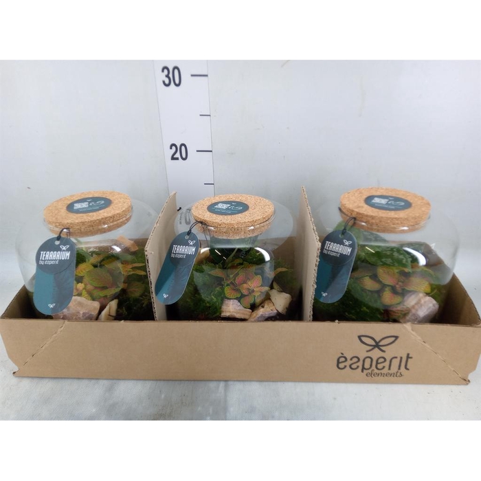 <h4>Arr.    Planten  H%</h4>