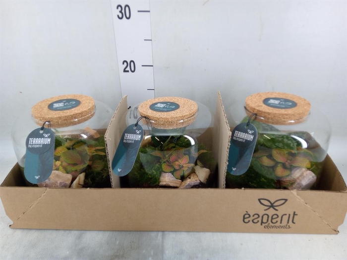 <h4>Arr.    Planten  H%</h4>