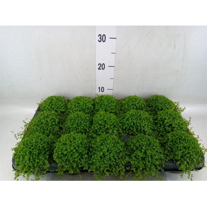 Soleirolia soleirolii   ...green