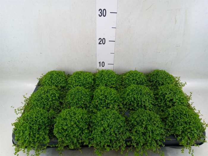 <h4>Soleirolia soleirolii   ...green</h4>