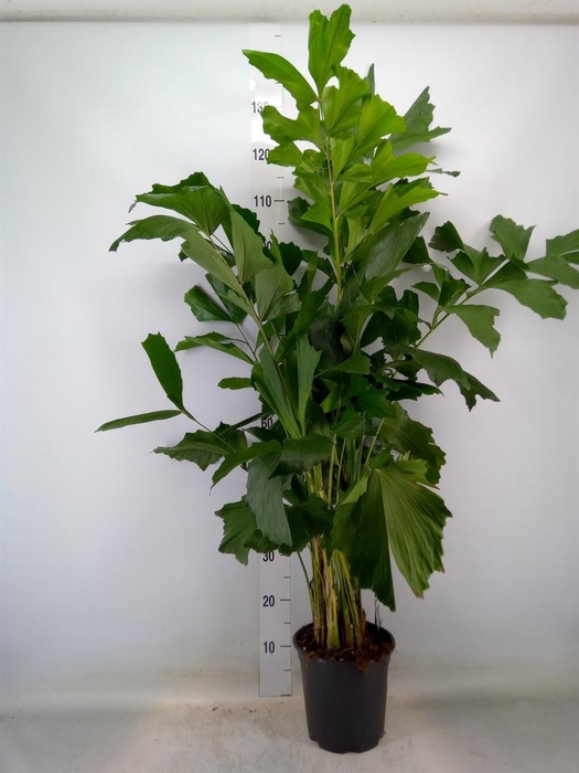 <h4>Caryota mitis</h4>