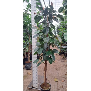 Ficus Elastica Robusta