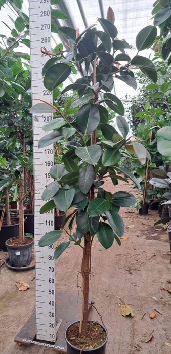 <h4>Ficus Elastica Robusta</h4>