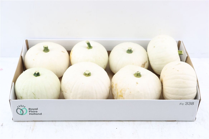 <h4>Sier Cuc P Snowball X8</h4>