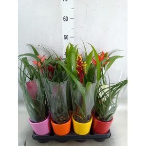 Bromelia   ...mix