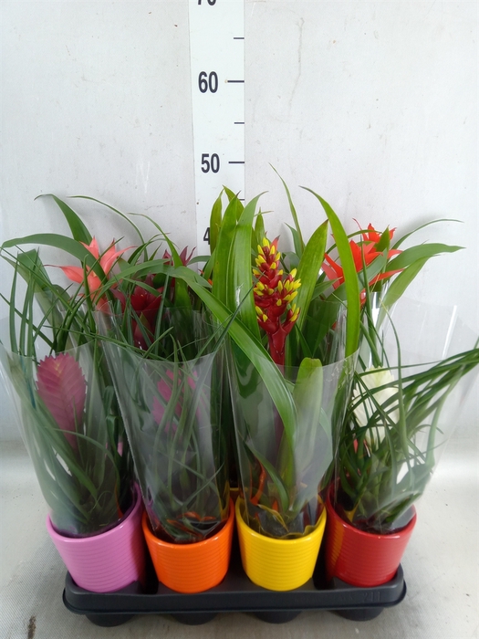 <h4>Bromelia   ...mix</h4>