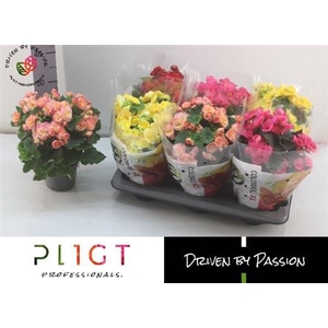 Begonia Elatior Grp dubbelbloemig gemengd