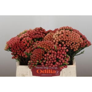 Kaaps Groen Red Brunia XL
