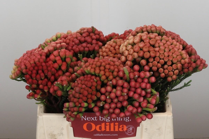 Kaaps Groen Red Brunia XL