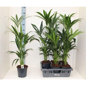 Howea Forsteriana 4pp