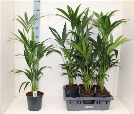 <h4>Howea Forsteriana 4pp</h4>