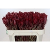 Leucadendron Jester