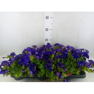 Petunia  'Famous Blue'