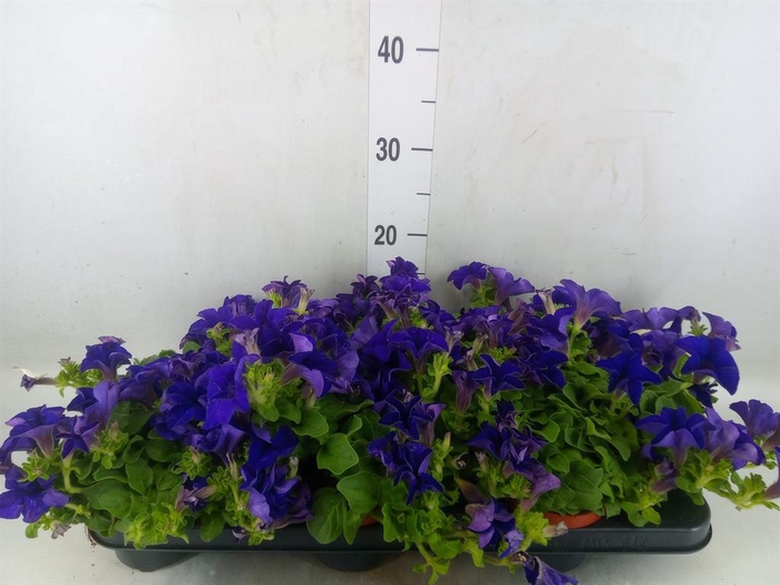 <h4>Petunia  'Famous Blue'</h4>