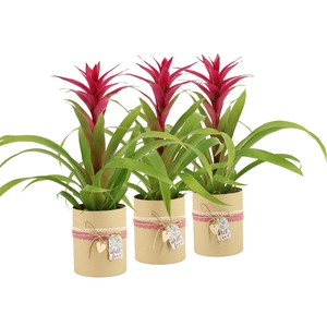 2501177: Solutionss Lovess