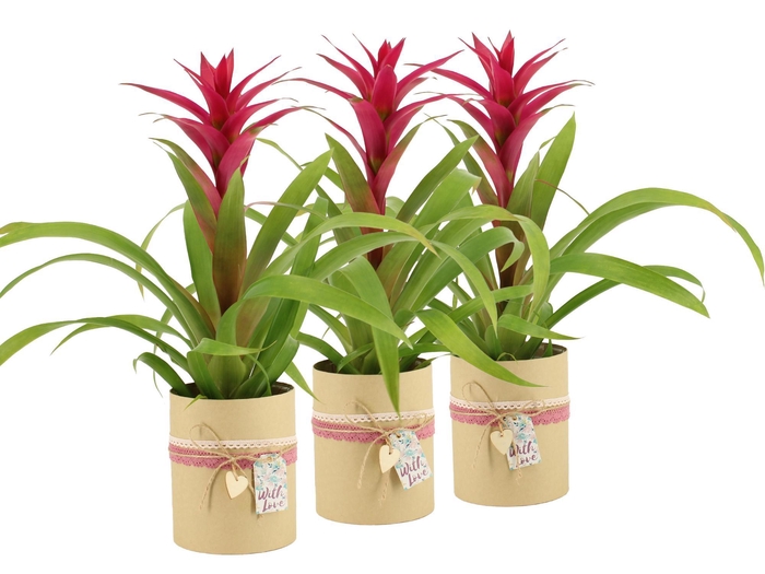 <h4>2501177: Solutionss Lovess</h4>