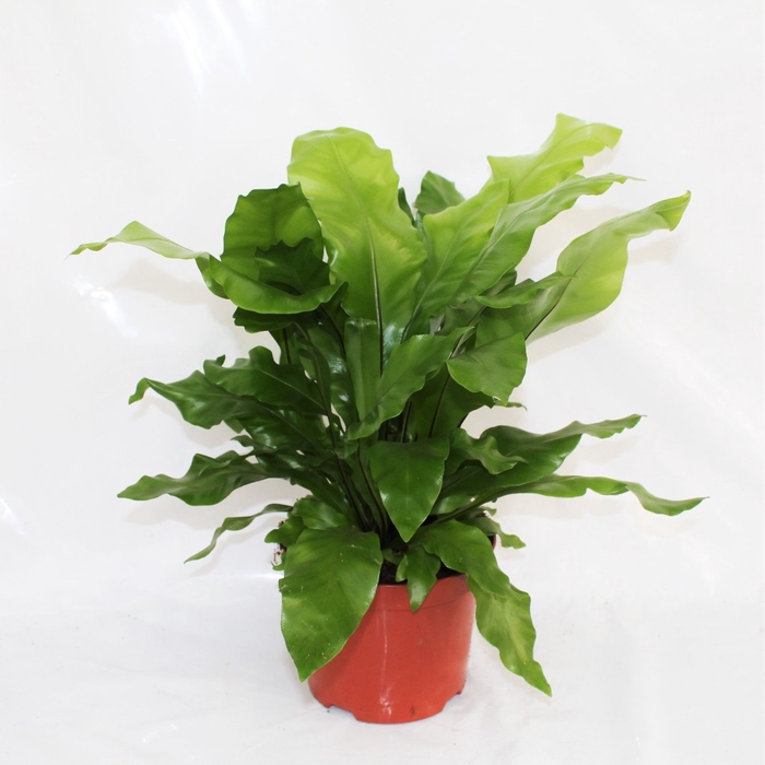 ASPLENIUM NIDUS P19