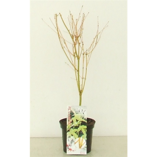 <h4>Acer palmatum 'Bi Hoo' P19</h4>