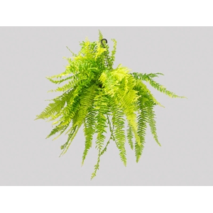 SAMAMBAIA TIGER FERN C25