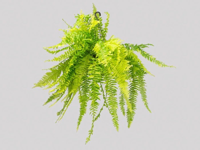 <h4>SAMAMBAIA TIGER FERN C25</h4>