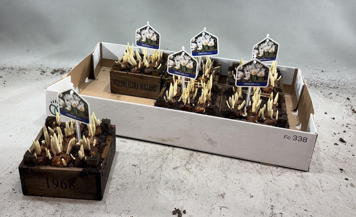 <h4>ARR BOL KNOLGEWAS</h4>