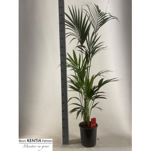 Howea Forsteriana