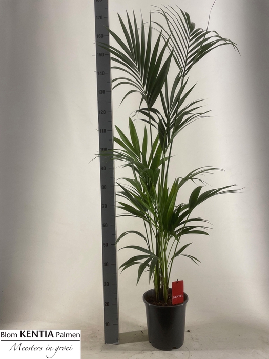 <h4>Howea Forsteriana</h4>