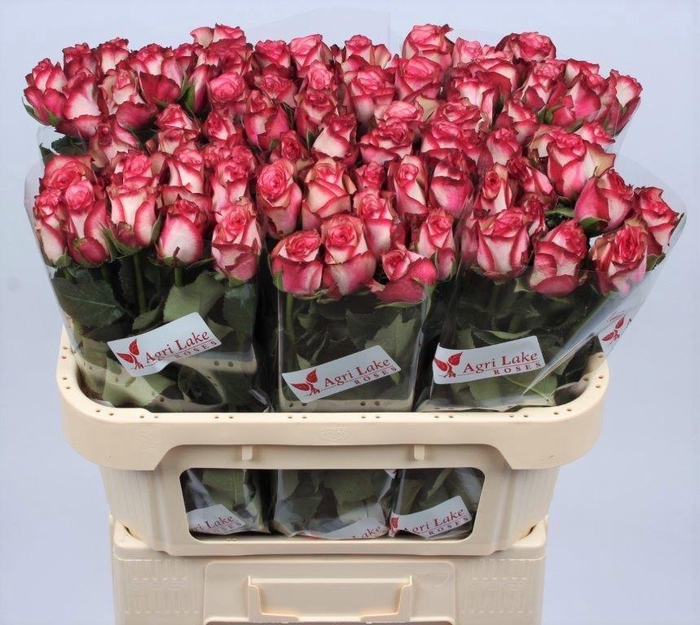 <h4>R GR PALOMA</h4>