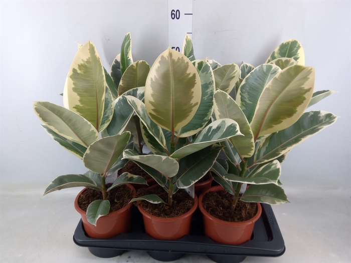 <h4>Ficus elastica 'Tineke'</h4>