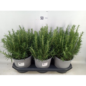 Rosmarinus officinalis   ...