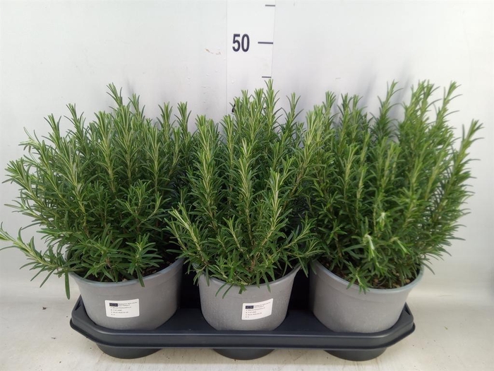 <h4>Rosmarinus officinalis   ...</h4>