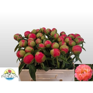 PAEO  CORAL CHARM