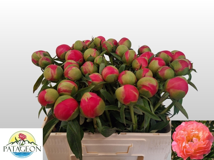 <h4>PAEO  CORAL CHARM</h4>