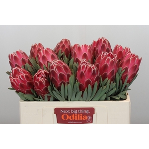 Protea Venus
