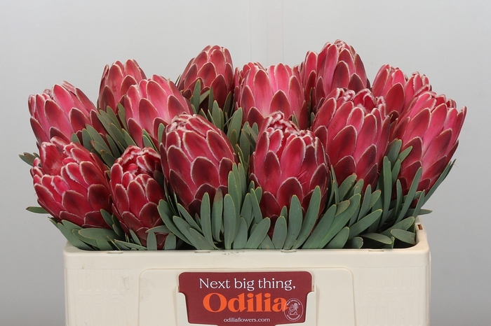 <h4>Protea Venus</h4>
