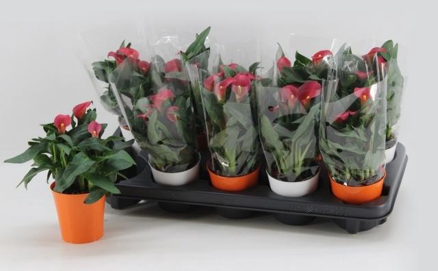 <h4>ZANT SWEET CHILLI</h4>