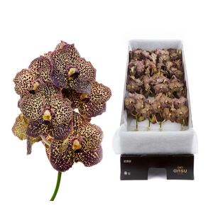 Vanda Ocelot Mocha X16