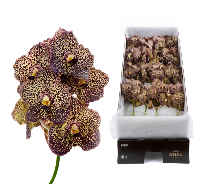 <h4>Vanda Ocelot Mocha X24</h4>