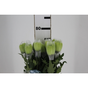 ANASTASIA DARK GREEN 080 CM VERDE