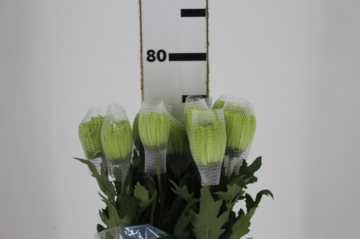 <h4>ANASTASIA DARK GREEN 080 CM VERDE</h4>