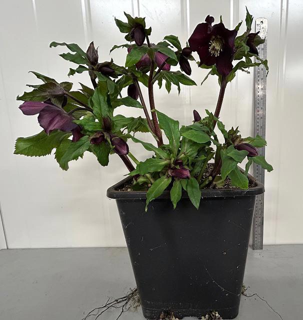 <h4>HELL ORIENTALIS</h4>