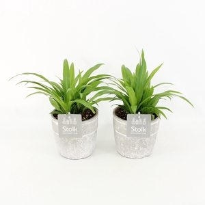 Chlorophytum Lemon in Stone Look Pot