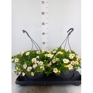 Calibrachoa   ...mix