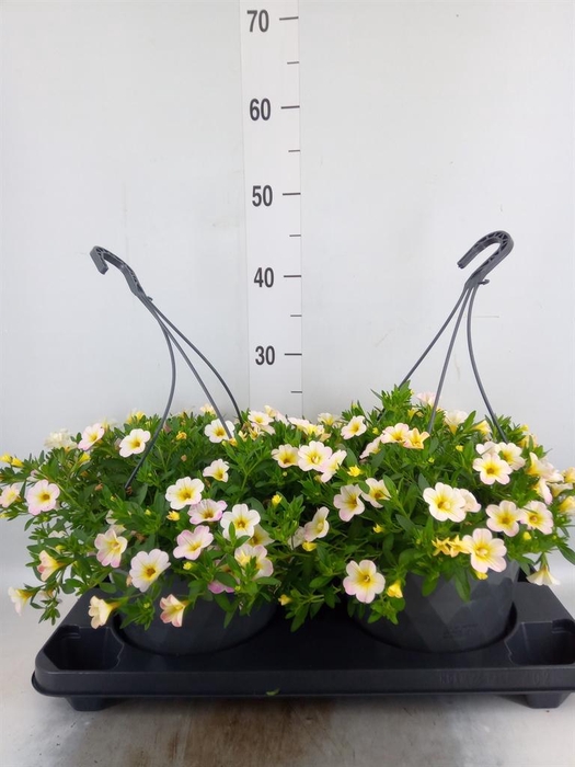 <h4>Calibrachoa   ...mix</h4>