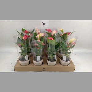 Anthurium   ...mix