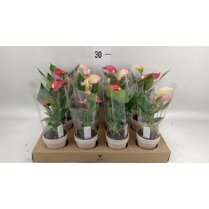 Anthurium   ...mix
