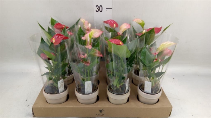 <h4>Anthurium   ...mix</h4>