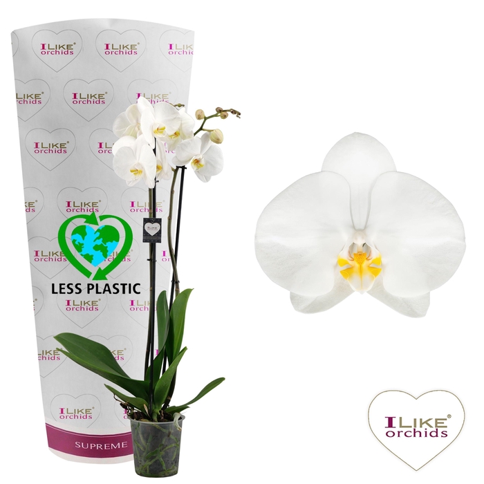 <h4>Phalaenopsis Oxford - 2 tak 70cm (Less Plastic)</h4>