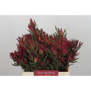 Leucadendron Fireglow Spray